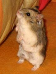 A Campbell's dwarf hamster standing on its hind legs.