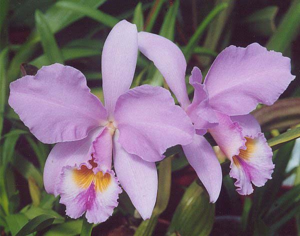 File:Cattleya gaskelliana.jpg