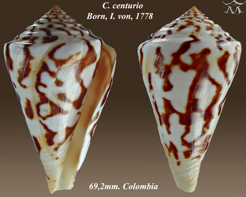 File:Conus centurio 2.jpg