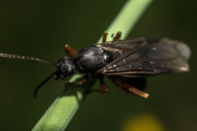 File:Cotesia Glomerata.jpg