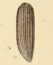 File:Cryptohypnus terrestris Scudder 1890 pl2 Fig27.png