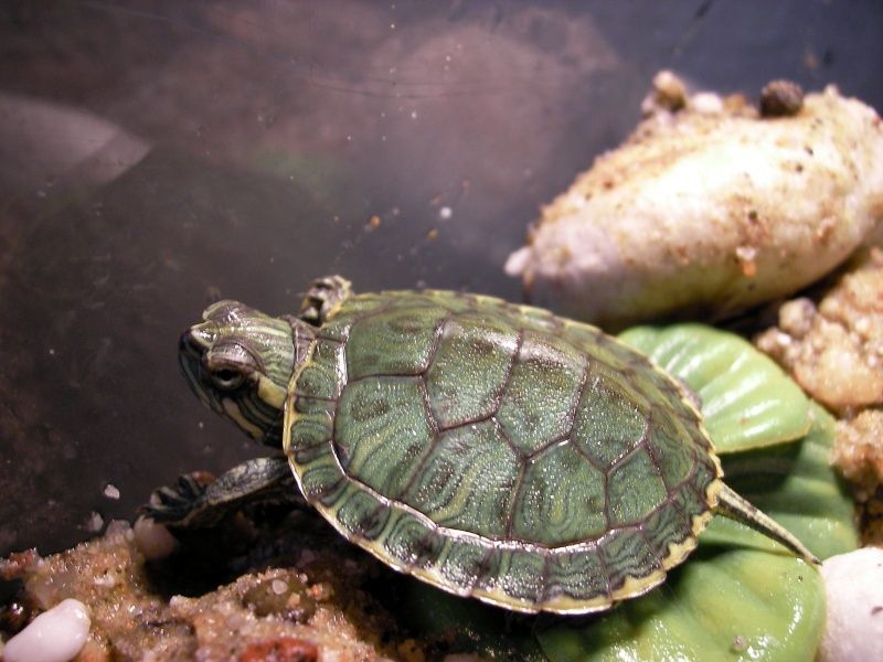 File:Cumberland-Schmuckschildkröte-006.jpg