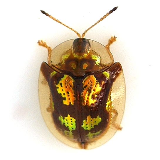 File:Deloyala guttata - Mottled Tortoise Beetle.jpg