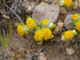 File:Eriophyllumpringlei.jpg