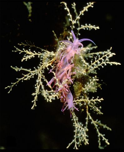 File:Flabellina affinis 2.jpg