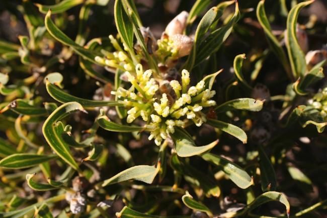 File:Hakea eneabba.jpg