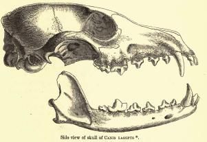 File:Lagopusskull.jpg