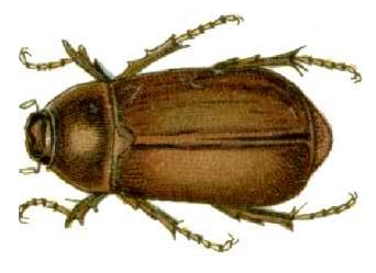 File:Lepidiota consotbrina cain1436 rotated.png