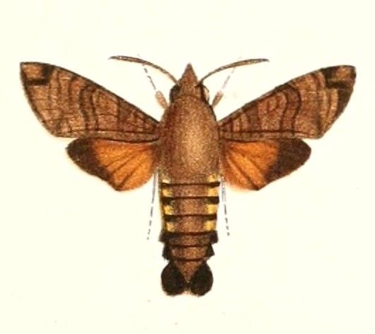 File:Macroglossum vacillans 1894.jpg