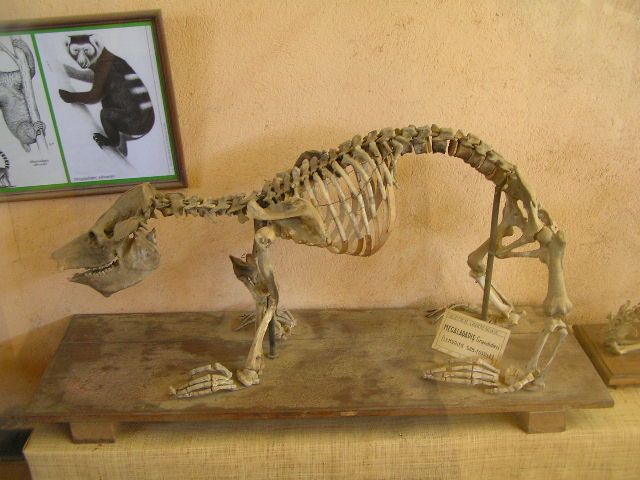 File:Megaladapis grandidieri.jpg