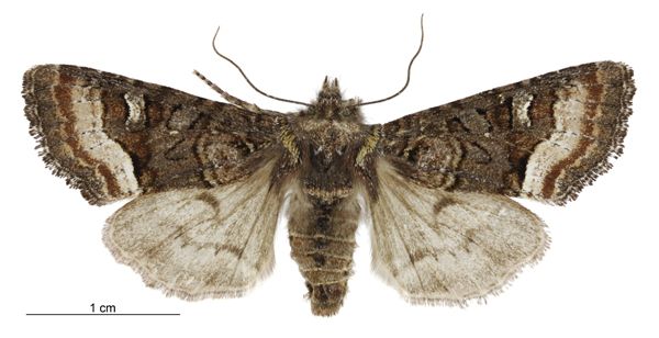 File:Meterana asterope female.jpg