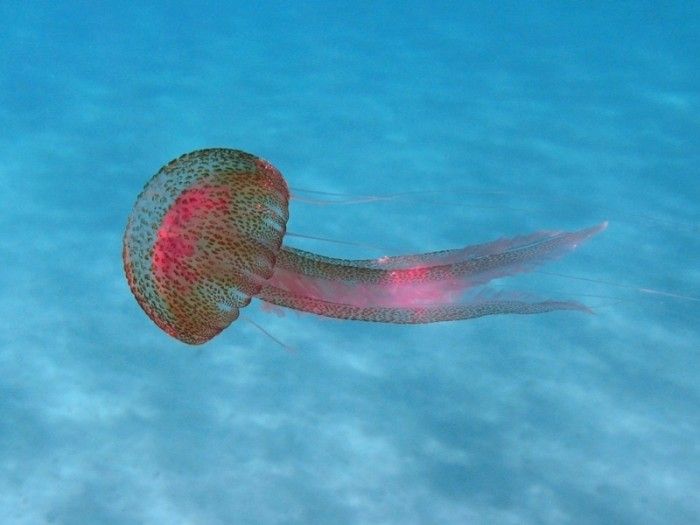 File:Pelagia noctiluca 2.jpg