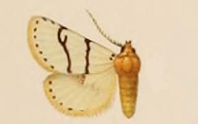 File:Proschaliphora butti.JPG