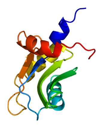 File:Protein CSTF2T PDB 1p1t.png