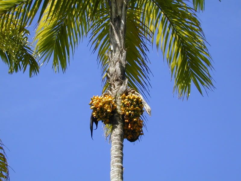 File:Pupunha (Bactris gasipaes) 2.jpg