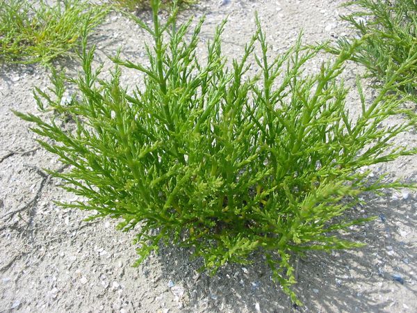 File:Salicornia europaea.JPG