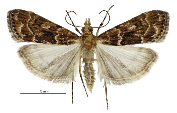 File:Scoparia s.l. animosa male.jpg