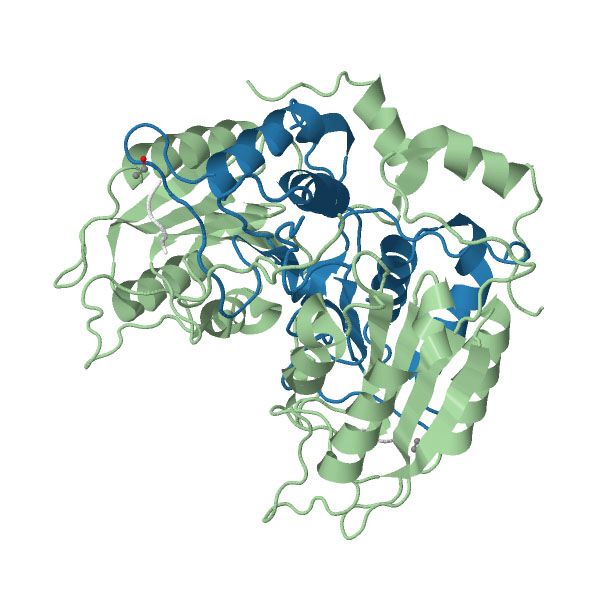 File:Subunits of inhibited Caspase 1.jpg