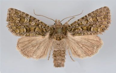 File:Viridiseptis marina male.jpg