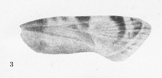 File:Wing of Phalonidia aetheria.png