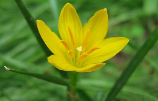 File:Yellow flower open.jpg