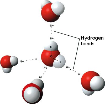 File:3D model hydrogen bonds in water.jpg