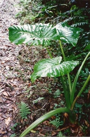 File:Alocasia brisbanensis - Wilson River.jpg