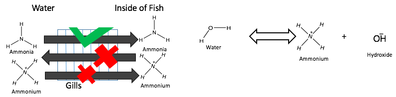 File:Ammonia toxicity and equilibrium.png