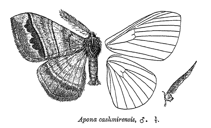 File:AponaCashmirensis.png