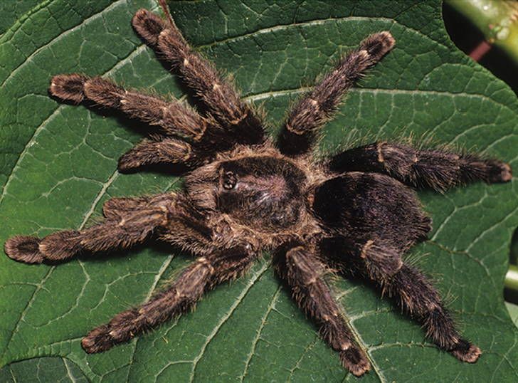 File:Avicularia purpurea female southern form ZK170.jpg