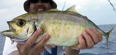 File:Barcheek trevally honiara.jpeg