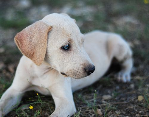 File:Blue Lacy 3.jpg