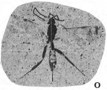 File:Braconidae (Lewis, 1992) plate2, fig O.png