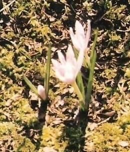 File:Colchicum hungaricum - cropped.jpg