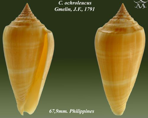 File:Conus ochroleucus 1.jpg