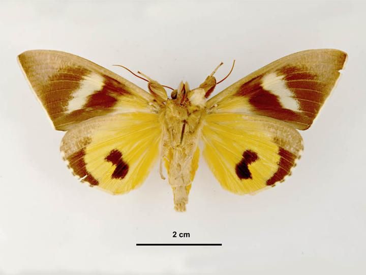 File:Eudocima salaminia female ventral.jpg