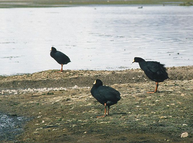 File:Fulica gigantea (8396928374).jpg