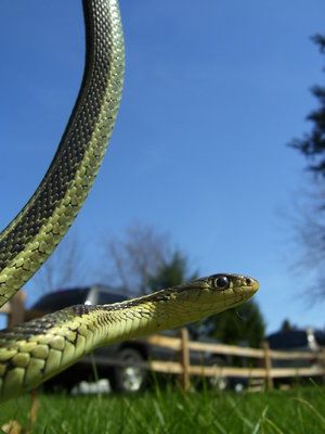 File:Garter Snake 01.jpg