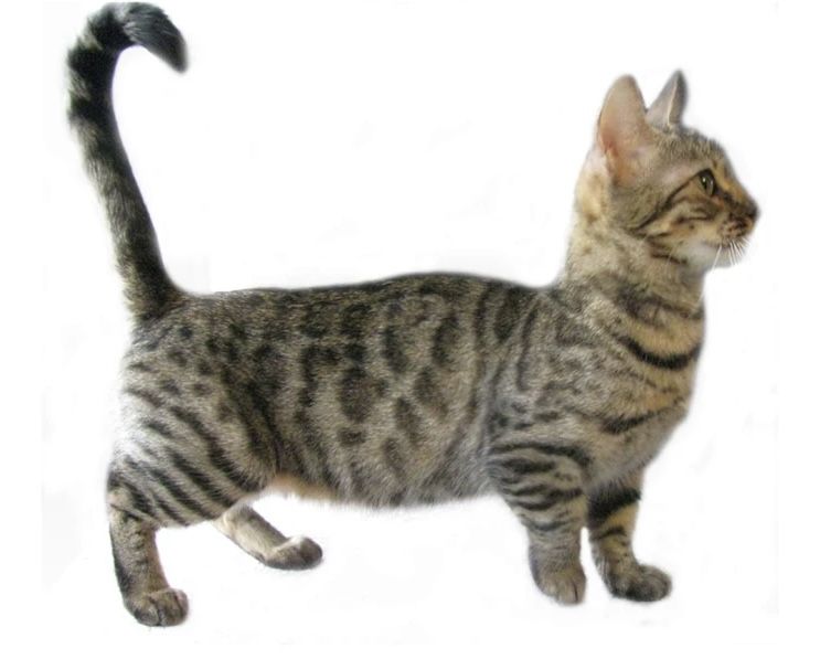 File:Genetta dwarf cat.jpg