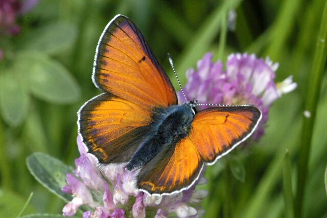 File:Lycaena.hippothoe.male.jpg