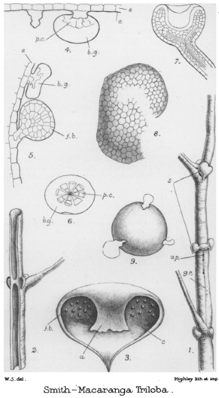 File:Macaranga Triloba.png