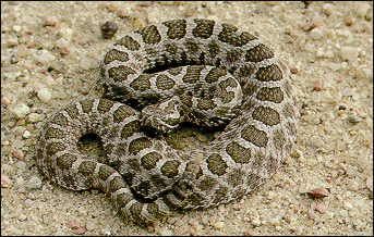 File:Massasauga rattlesnake 1.jpg