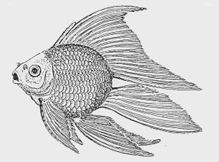 File:MeteorGoldfish.jpg