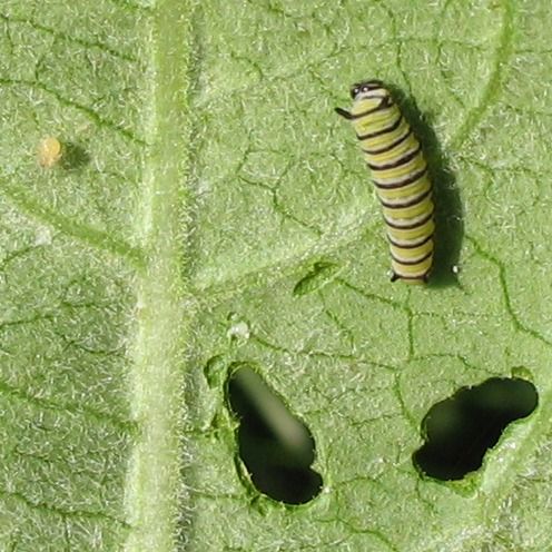 File:Monarch caterpillar and egg.jpg