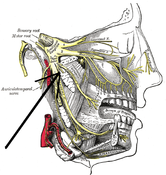 File:Nervuspterygoideuslateralis.png