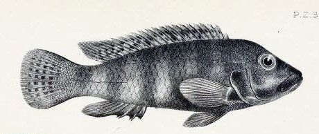 File:Orthochromis stormsi2.jpg