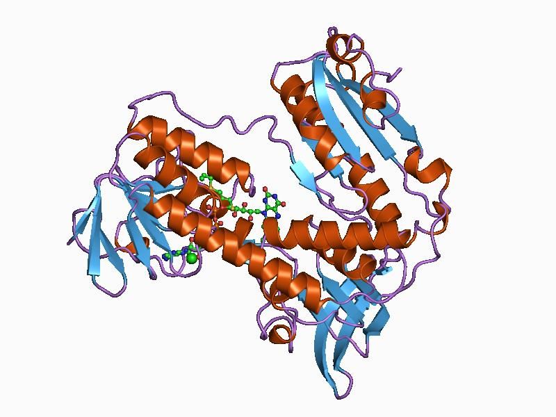 File:PDB 1bwc EBI.jpg