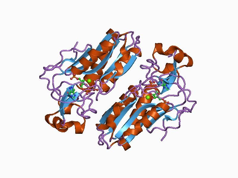 File:PDB 1d6n EBI.jpg