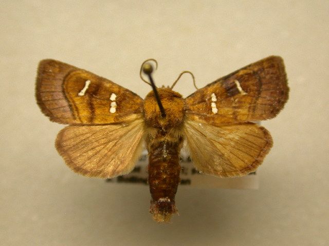 File:Papaipema stenocelis.jpg