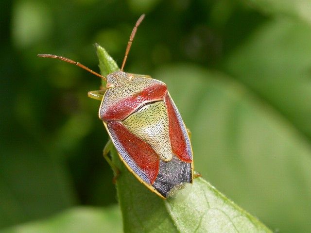 File:Piezodorus lituratus jeune adulte.jpg